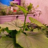 Чат_Настроение_Катенька