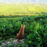 Anadolu'nun Bağrından Kopan Kareler