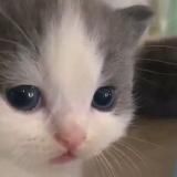 котеночек носиком клюет