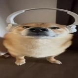 Berkut | Stumble Guys