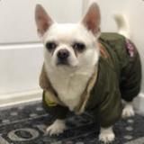 Хоккейный Себек