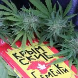 Крымские семечки, официальный канал