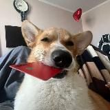 зарабаток | koza