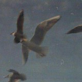 𝐚𝐦𝐨𝐫𝐞🕊