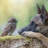 Мир среди Животных