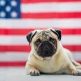 GOD BLESS AMERICA🇺🇸🇺🇸