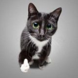 Такие себе гифки чат