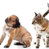 Ветеринар и Я