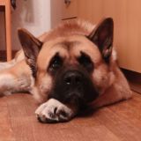 Онотоле говорит!