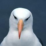 Russia | News Telegram