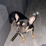 Projekt’s “🏚”