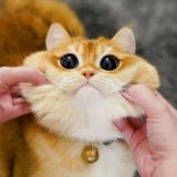 Бугагага чат😼