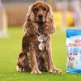 Спаниель Сэм 🔥