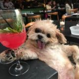 🐶 Вангаёптельная 🐶