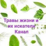 Травы жизни и их искатели. Травники