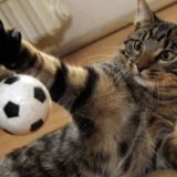 Анальные игроманы