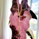 Labflora. ВАРИЕГАТНЫЕ РАСТЕНИЯ Экзотические