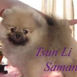 Слезы мистера Ку