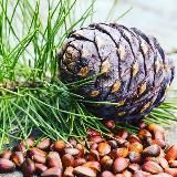 Кедровая шишка из самого ❤️ Сибири! kedrshishkaa