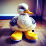 Утка в тапках