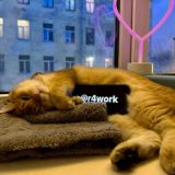 ракун спотифаевич 💳