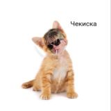 ЧАТ ГНК 💨🐈