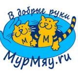 Бездомные кошки ищут дом