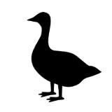 Гусь в Берлине