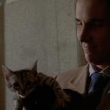 Boulevard of broken cats🌻👨🌾