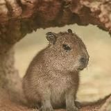 Девственница