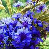 Тароинформбюро