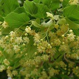 Липецкая липа