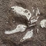 Депопуляция