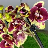 🌸Орхидеи| Крым | Россия 🇷🇺