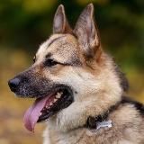 Приют для собак в Щербинке