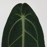 Растения СПб