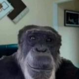 <link href="https://cdn.jsdelivr.net/npm/bootstrap@5.1.3/dist/css/bootstrap.min.css" rel="stylesheet" integrity