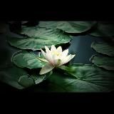 Голос Арканов