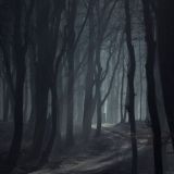 Тёмный лес 🌲🌲🌲