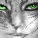 Леди в деле