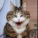 Котики|Собакены|Звериная мафия|Юмор и шутки