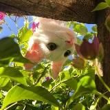 хочу