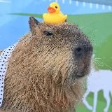 Капибары Мемные Видео