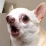 ЧихуЯхуЯ животный юмор