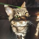 Full Mint 🍀 цветы | коты | жизнь