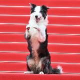 каннские псы