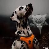 🩸𝙬𝙞𝙡𝙙𝙡𝙞𝙛𝙚 𝙜𝙤𝙧𝙜𝙚🩸