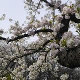 隠れ場・Kakureba