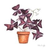 oxalis