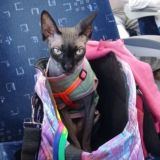 daily Килифь